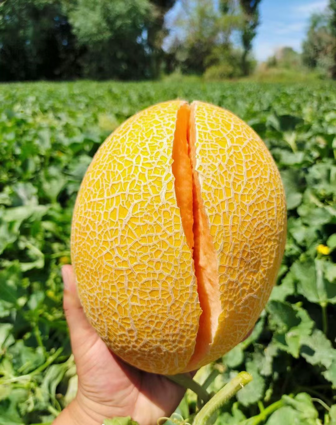 新疆现摘现发的正宗精品金色年华甜美多汁（空运包邮）