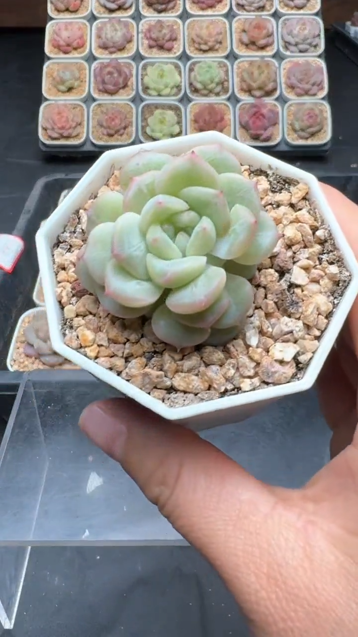 【闪购商品】084号珍妮多肉一物一拍3单包邮