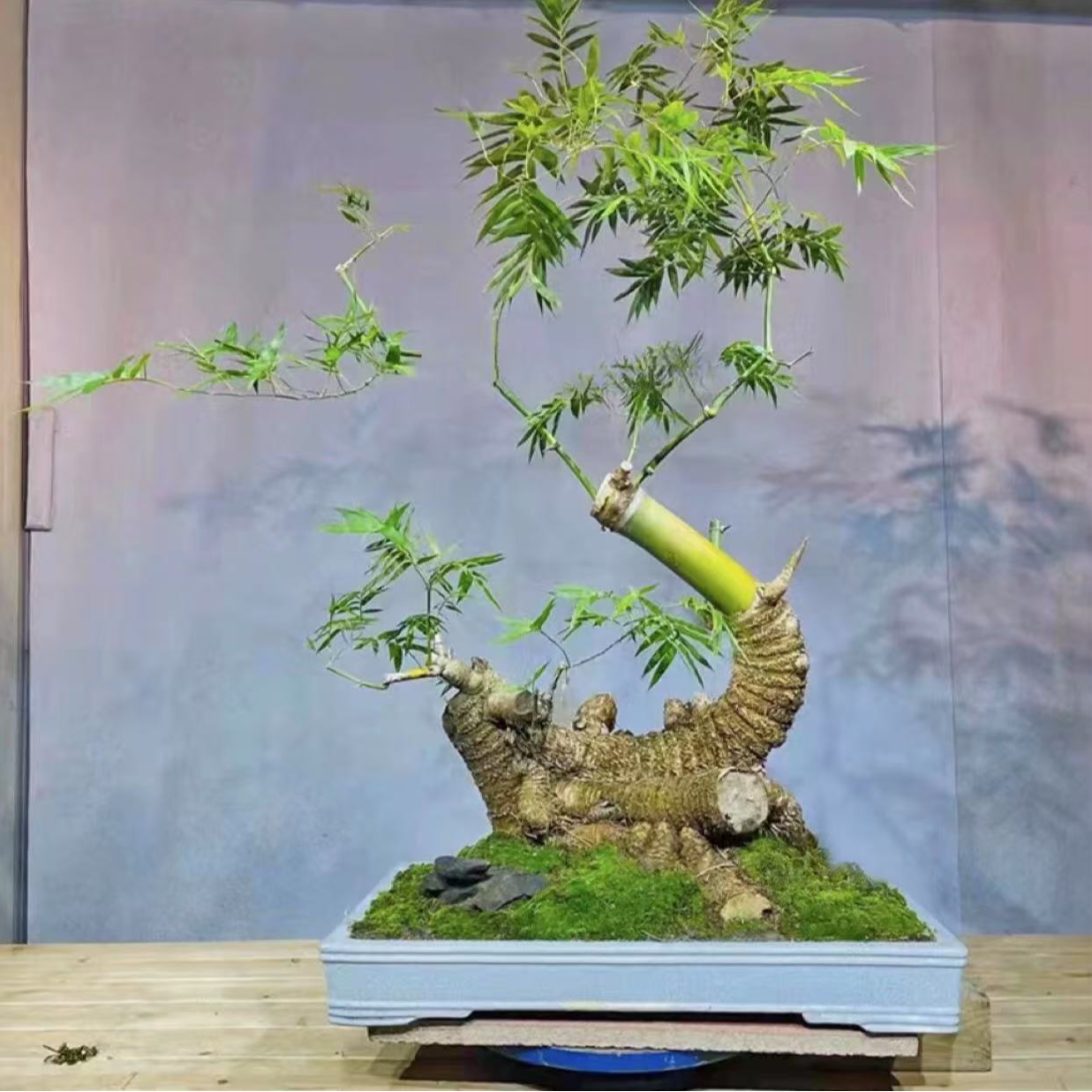 小叶簕竹盆景盆栽素材盆景植物室内茶室