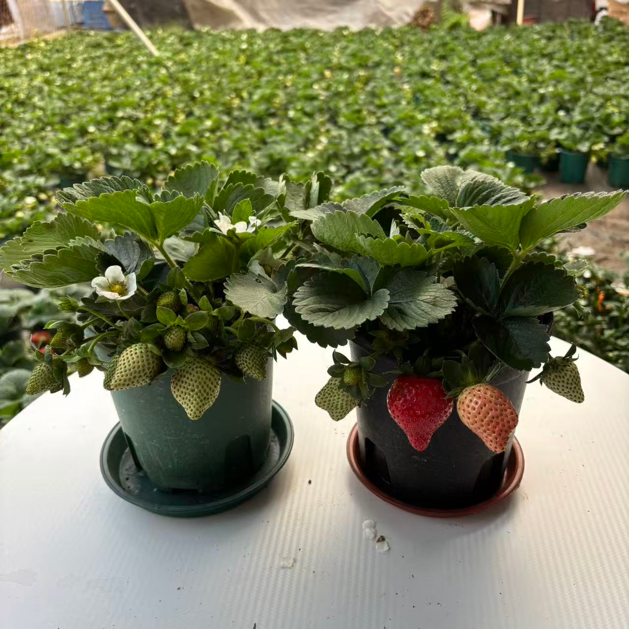 特大草莓盆栽秋冬季带果盆栽原土原盆好养小孩礼物