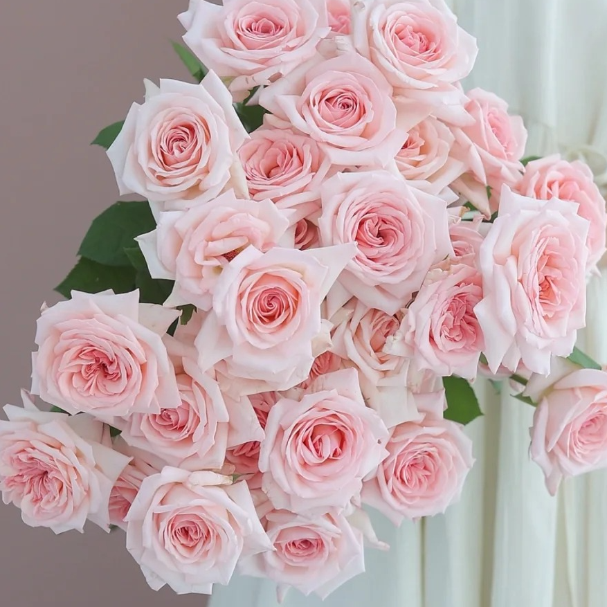 粉荔枝玫瑰10枝  开放快 一单包邮三单京东 收到需要醒花