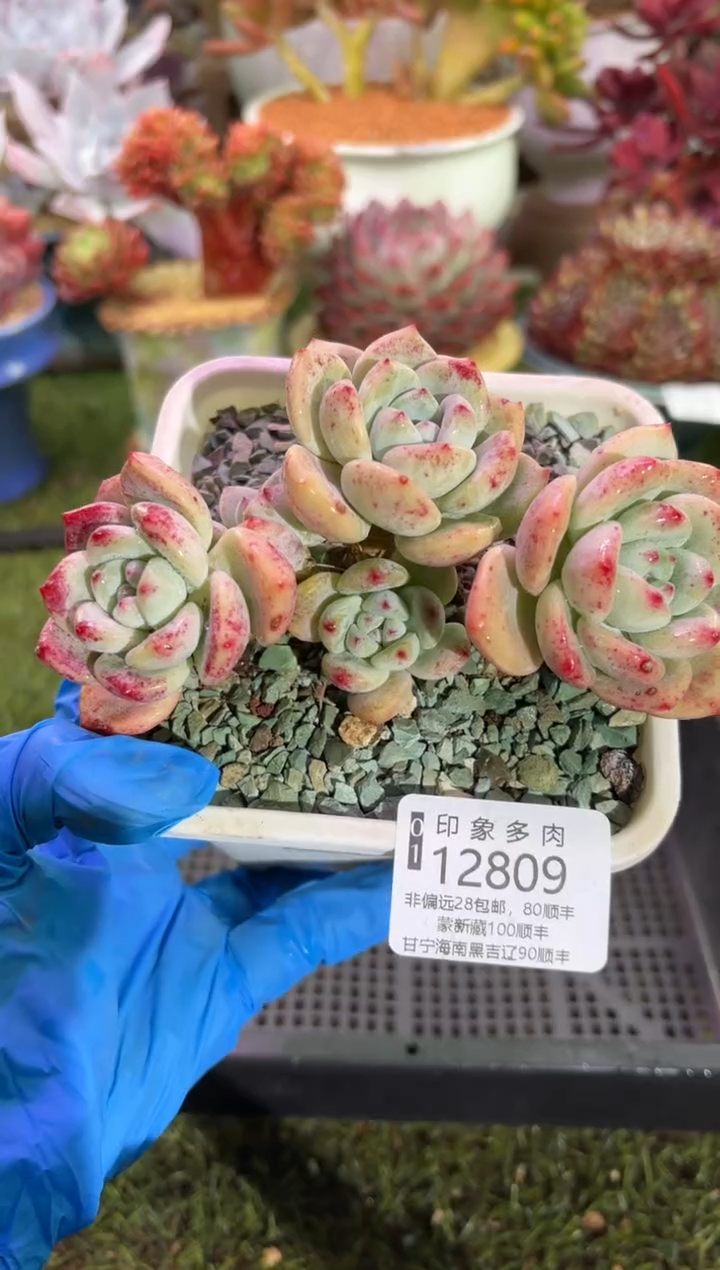 【闪购商品】12809