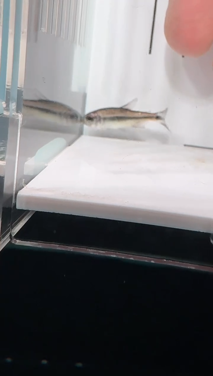 灯科鱼白金幻彩蓝魔