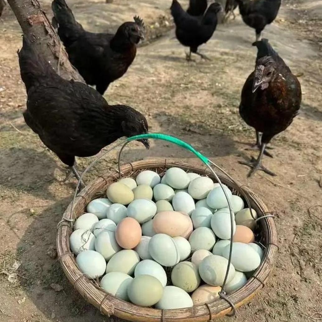 跑山绿壳蛋新鲜现捡乌黑乌鸡土鸡蛋30枚