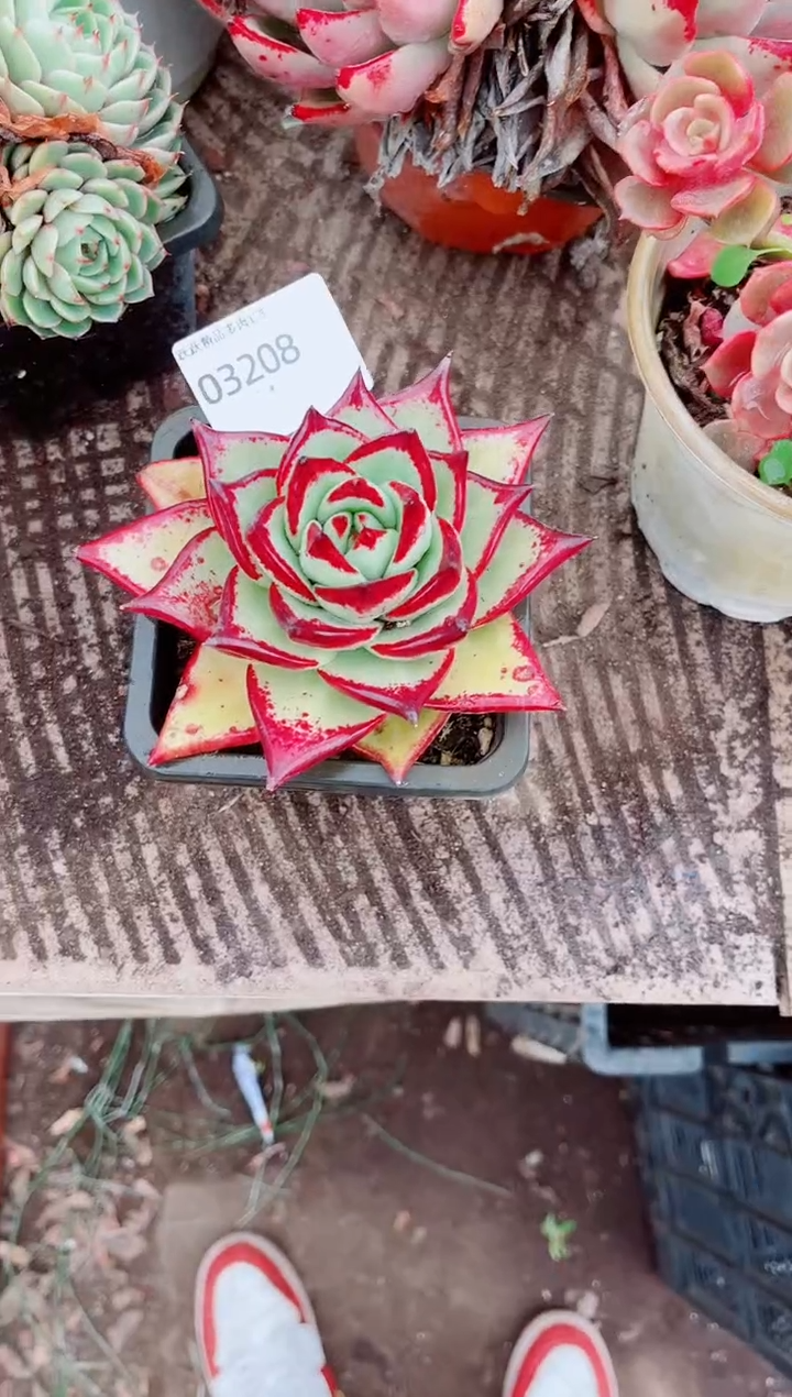 未****Y跃跃精品多肉03208