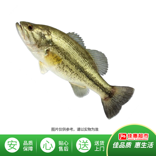 鲈鱼/条（鲜活）