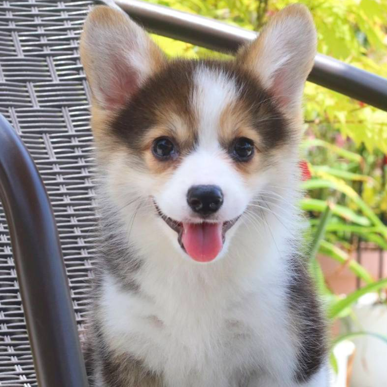 柯基牧牛犬家庭伴侣犬