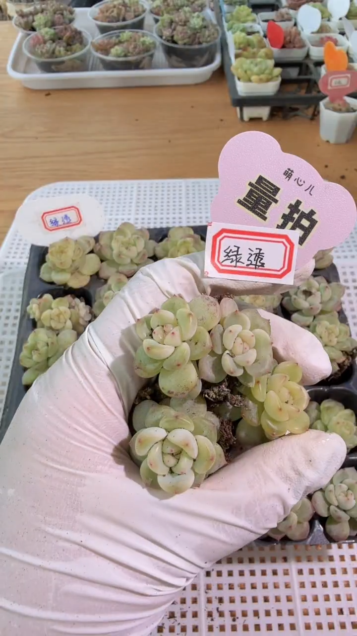 绿透单双混 3颗量拍混发 满9.9包邮