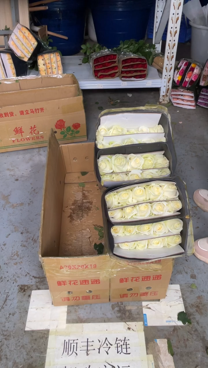 白雪山3扎                 