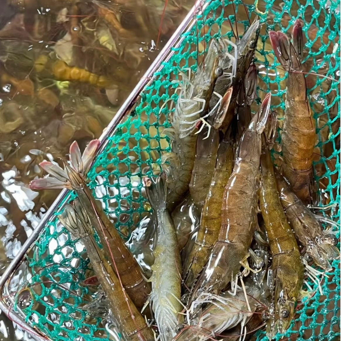 虾满满大号活虾39 元 2 斤