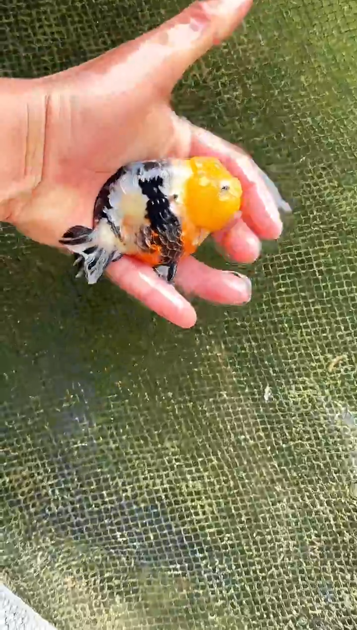 金鱼枯**?水娃娃观赏鱼兰寿金鱼  不包邮