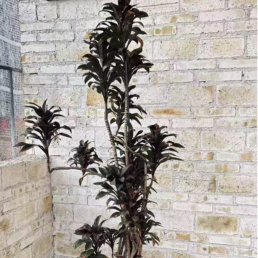 娃娃朱蕉盆栽大型观叶植物紫气东来室内客厅净化空气好养一物一拍