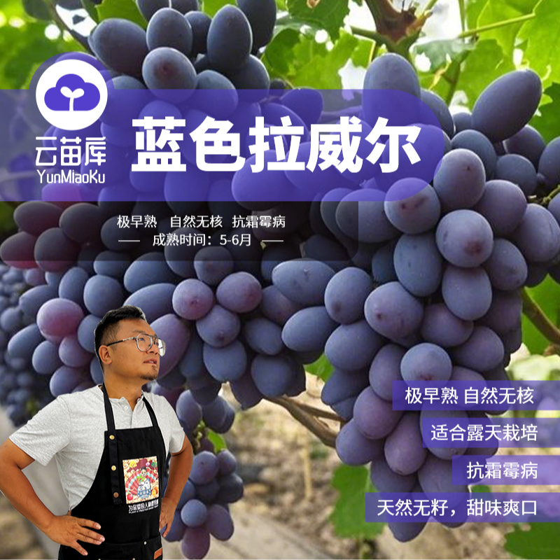 云苗库蓝色拉威尔葡萄容器苗适合南北方种植阳台盆栽庭院基地直发