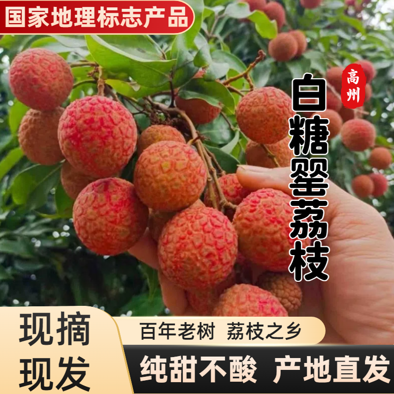 正宗新鲜荔枝广东高州白糖罂荔枝新鲜现摘应季水果