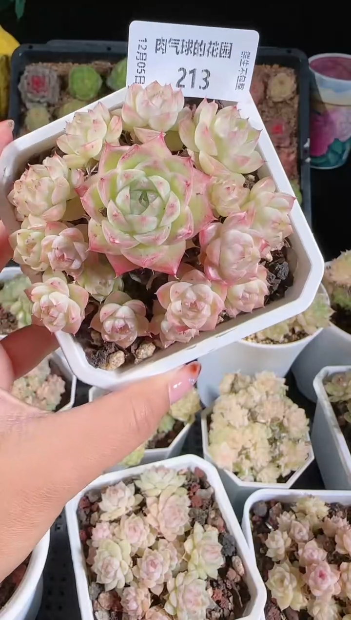 1205-213多肉群生不包整