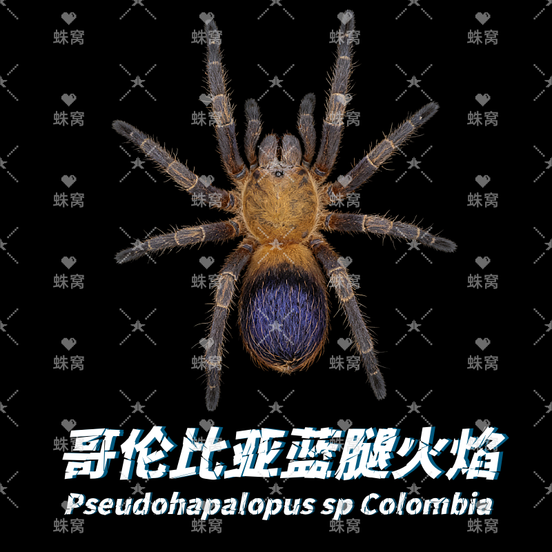 哥伦比亚蓝腿火焰pseudohapalopus sp Colombia2-7厘米宠物蜘蛛