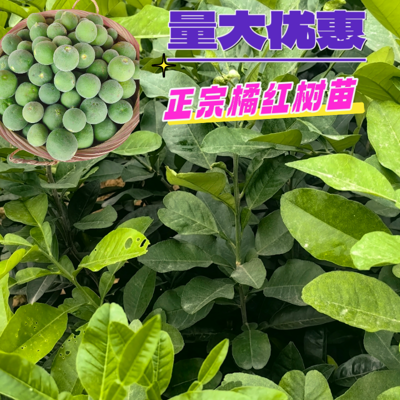 橘红树苗嫁接苗红皮黄龙一号嫁接苗正毛橘红嫁接苗南方四季种植