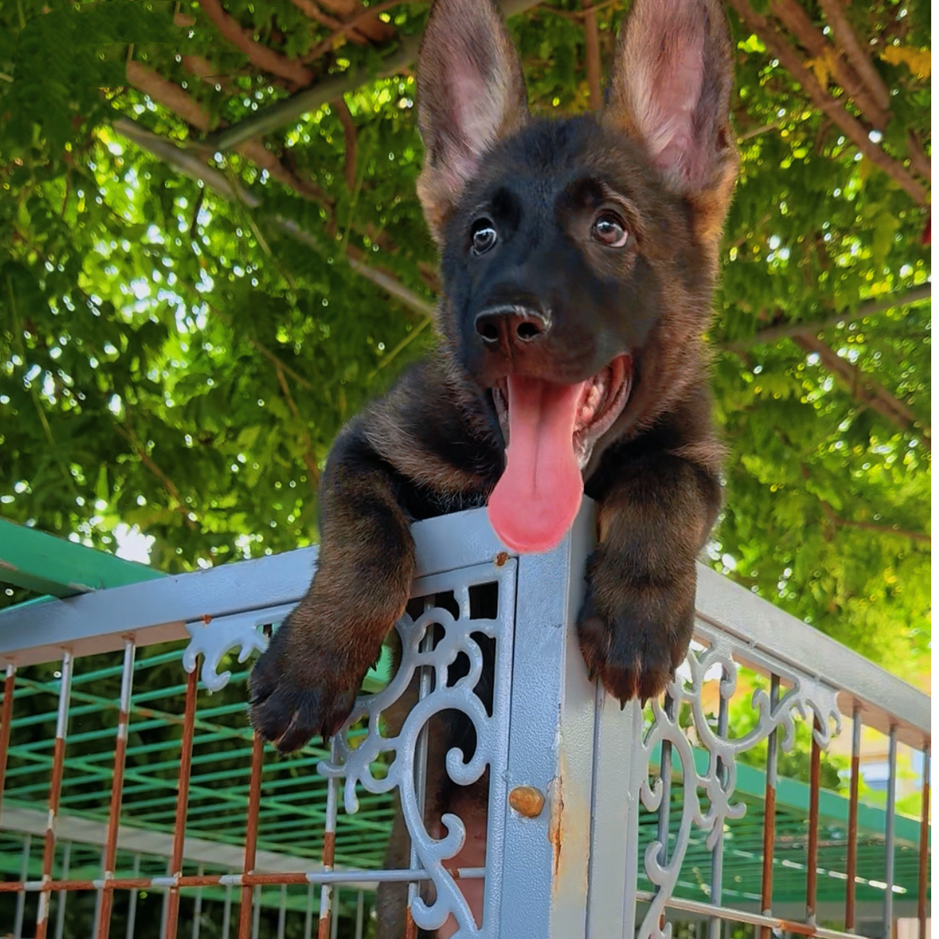 【五环名犬】东德牧羊犬DDR  深狼灰色 活体 狗狗 带证纯血统