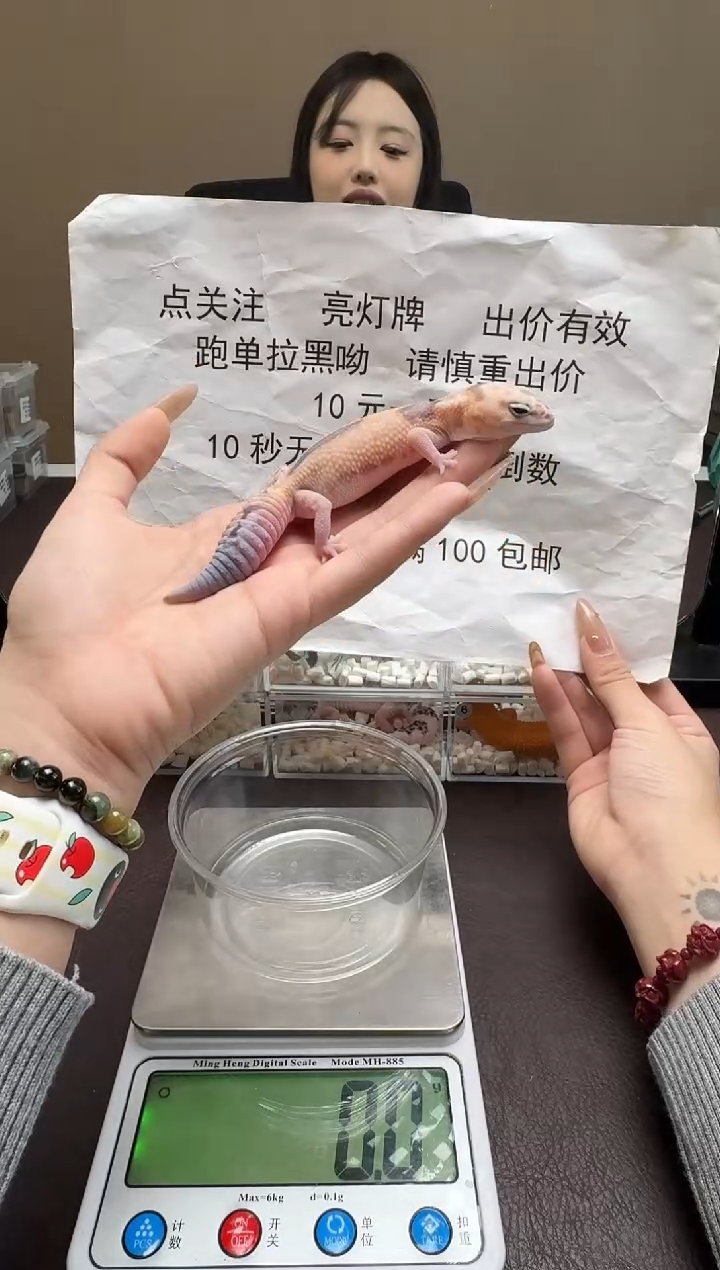 肥尾守宫鳞与尾 Scale Tail 爬宠F97微瑕