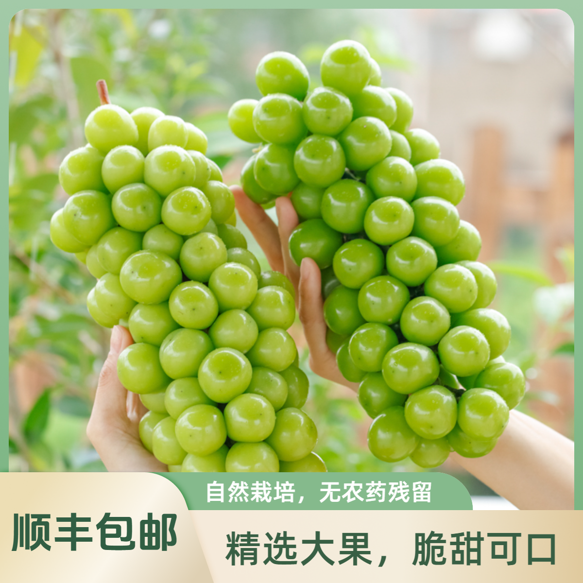 【顺丰次日达】云南阳光玫瑰葡萄晴王无籽青提新鲜采摘5斤装新鲜水果云南省