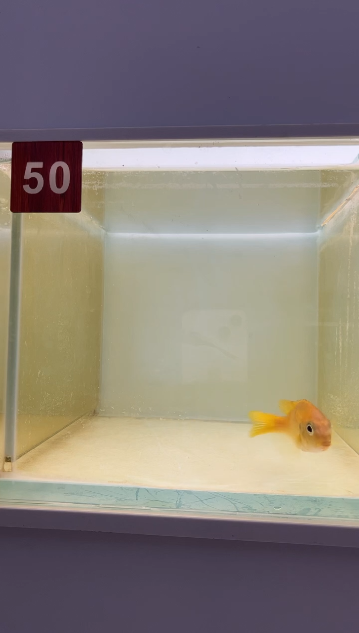海水三湖慈鲷野生