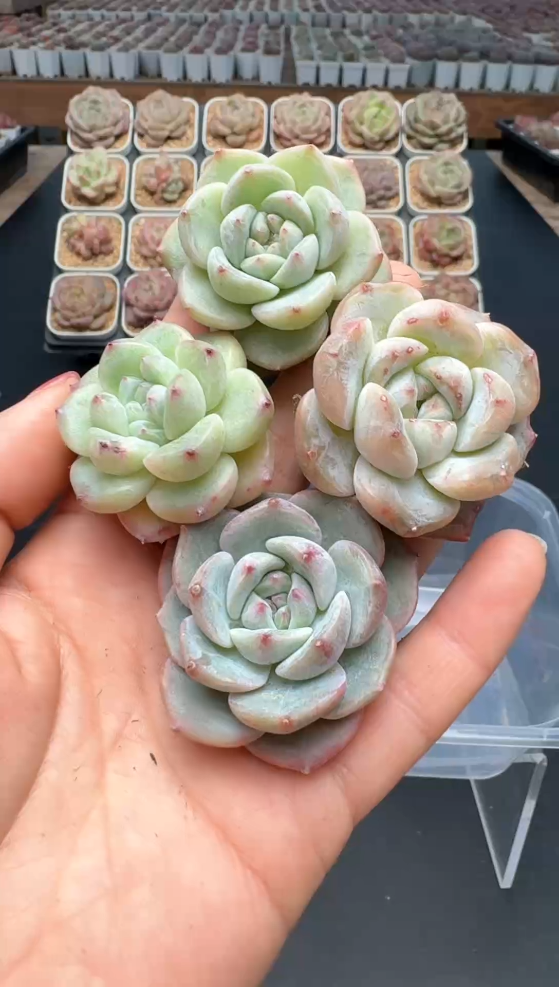 【闪购商品】071号一物一拍珍妮多肉花卉植物3颗起发