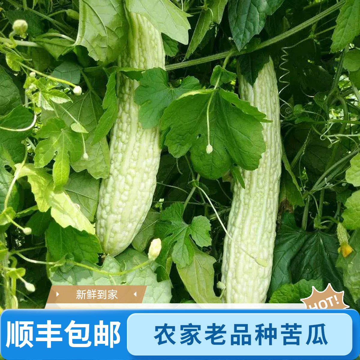 【顺丰包邮】湖南老品种白玉苦瓜  农家自种 现摘现发