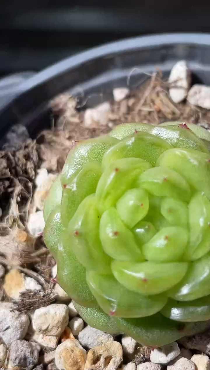 27-49灯泡2-3厘米 量拍发一颗