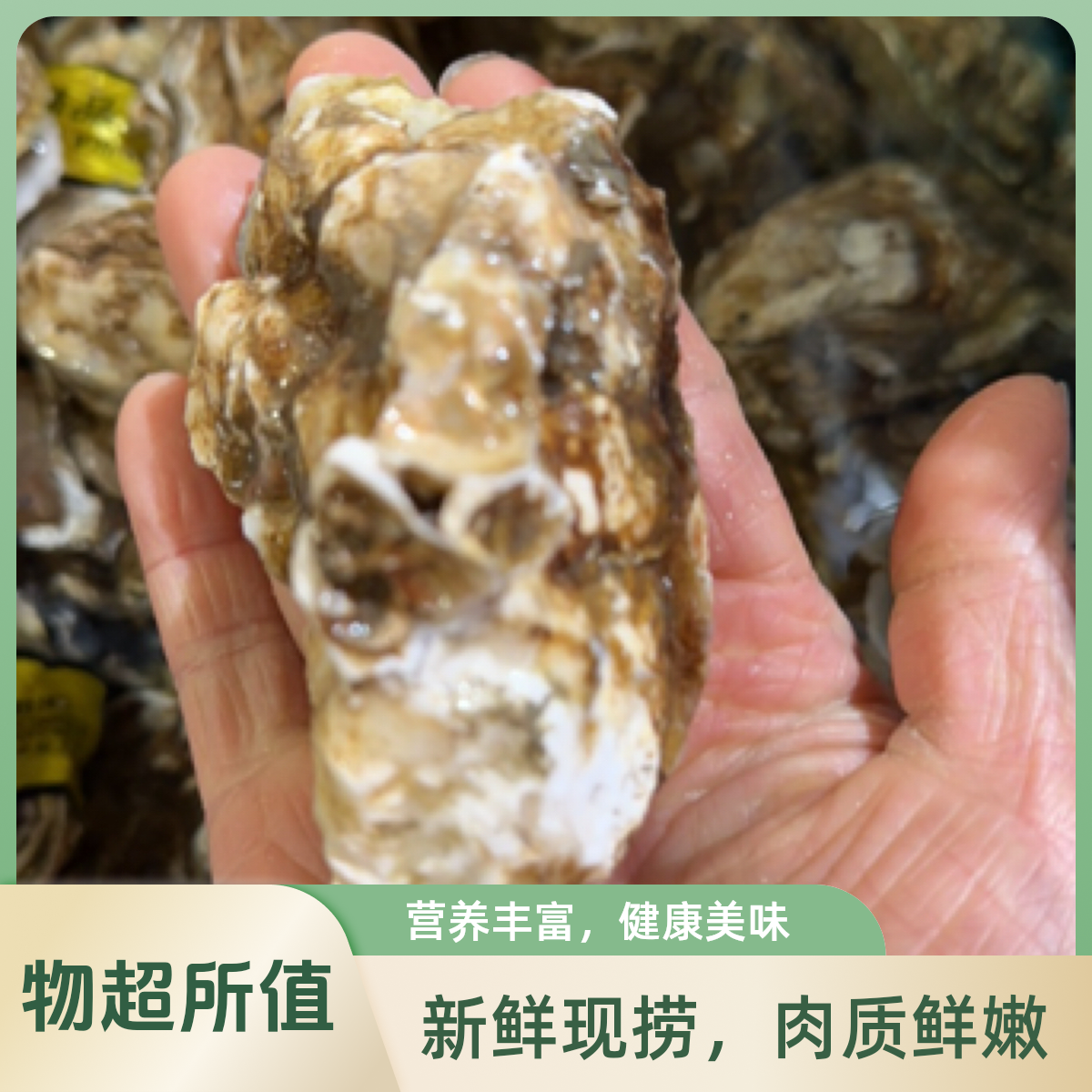 乳山生蚝约2.5两一只