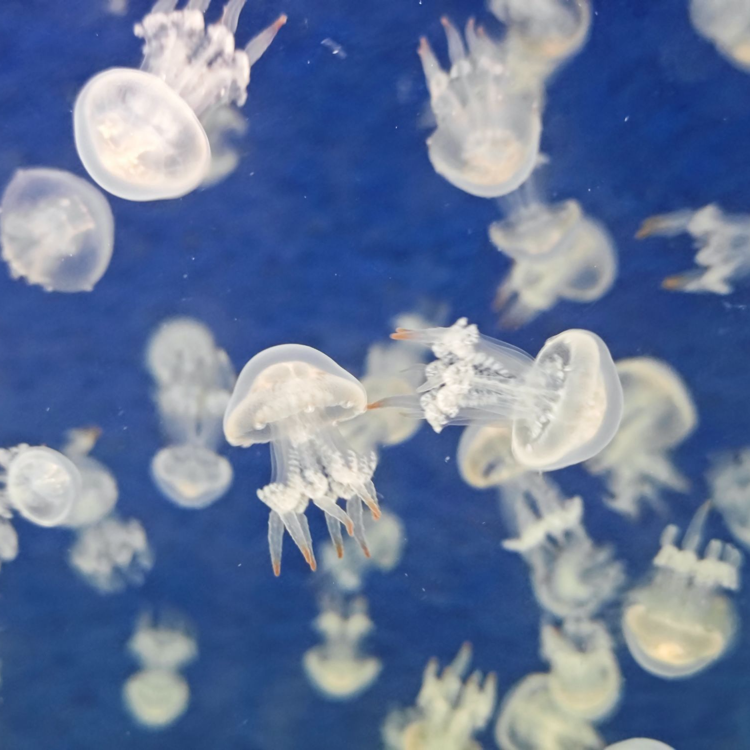 水小宠活体水母赤月海月巴布亚澳洲斑点炮弹果冻网红宠物水母家养