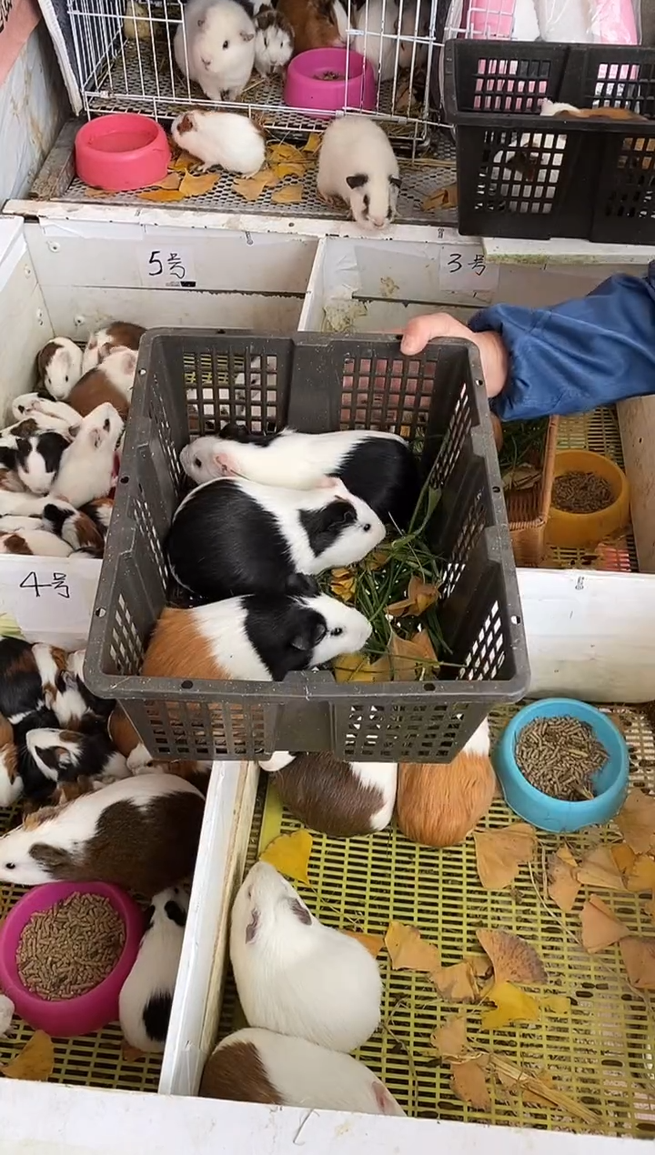 豚鼠直播间一公两母成年大猪