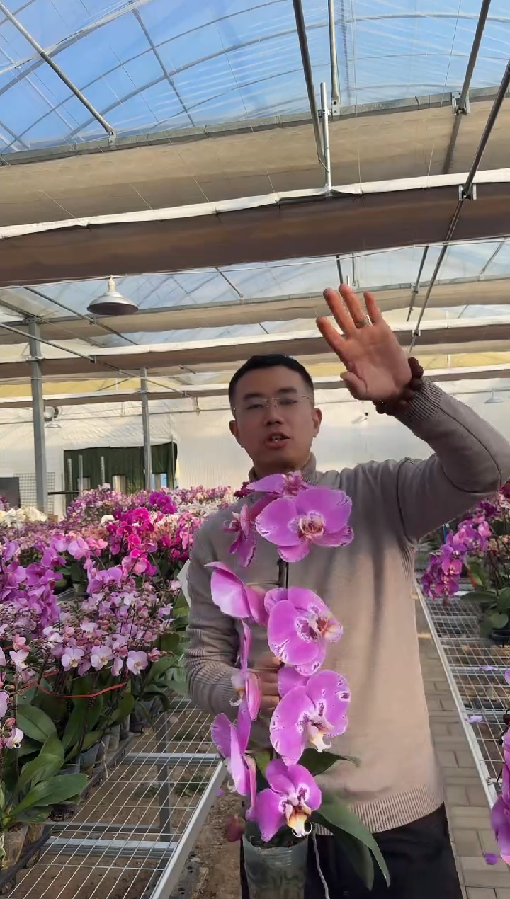 完全开放藏宝图1棵