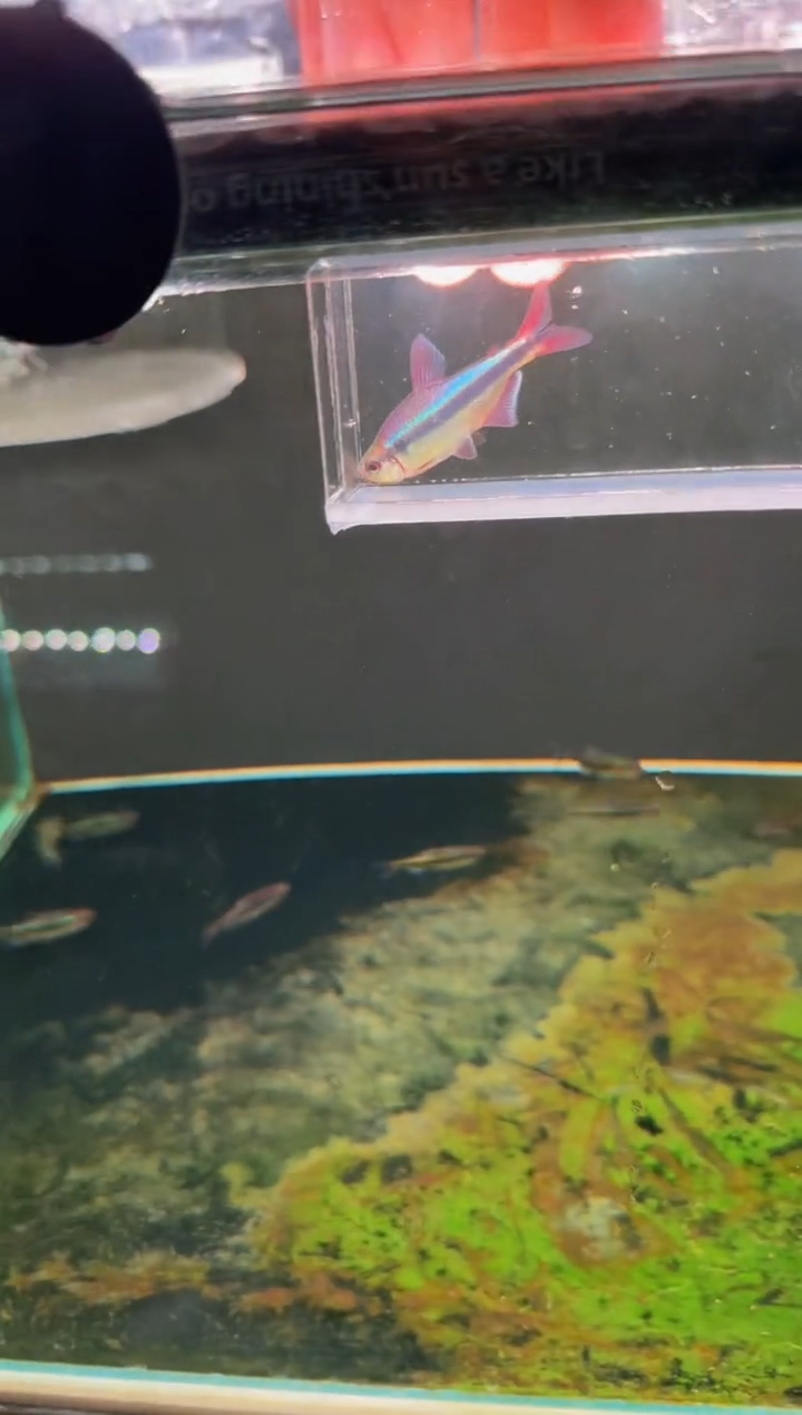 灯科鱼幻彩青魔鬼*1