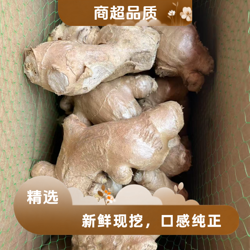 正宗特级老母姜新鲜现挖月子土姜优质蔬菜