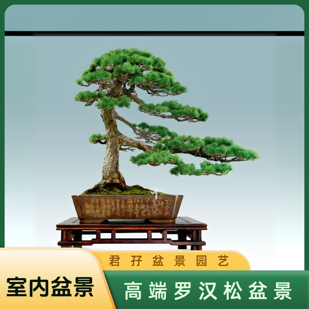 办公室盆景罗汉松老桩红芽珍珠室内植物好养活的绿植客厅招财盆栽