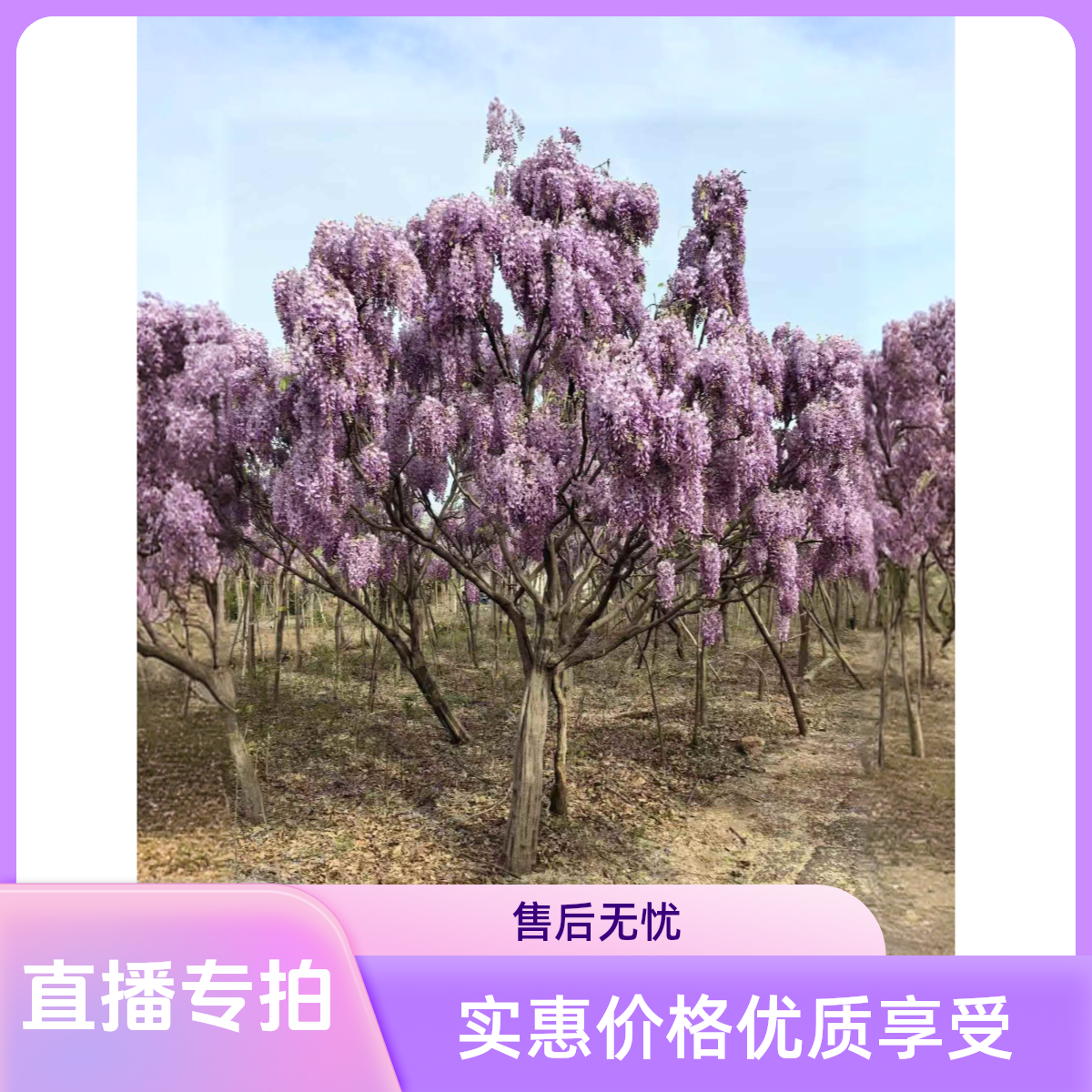 蓝色的花郁金香懒人树状紫藤浓香长穗多季南北方适合盆栽地栽耐寒