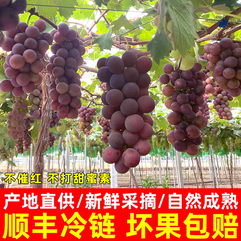 【巨峰葡萄】合肥大圩甬优巨峰葡萄新鲜上市大圩产地好吃汁水足成熟度高串个别会脱落在意别拍带箱4—5斤安徽省