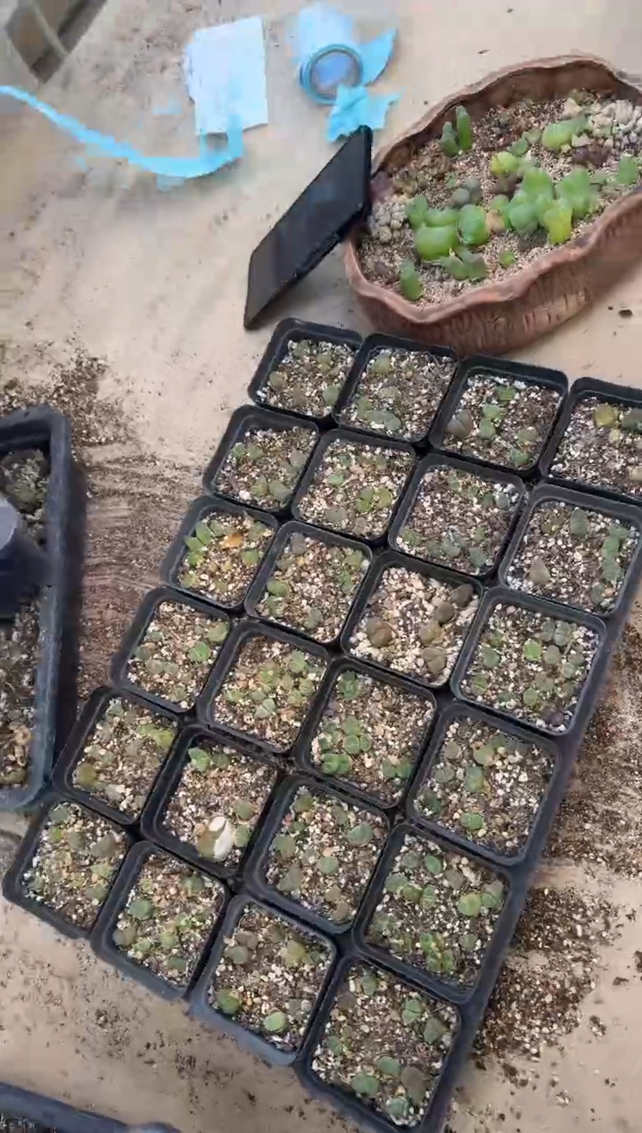 10-373多肉植物肉锥一盒