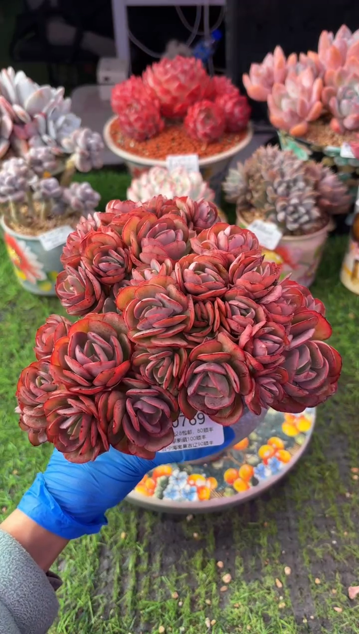 昆明印象多肉0769