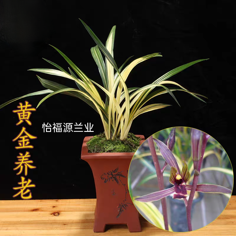 翁源兰花苗 墨兰中透艺精品 黄金养老 好养高档花卉