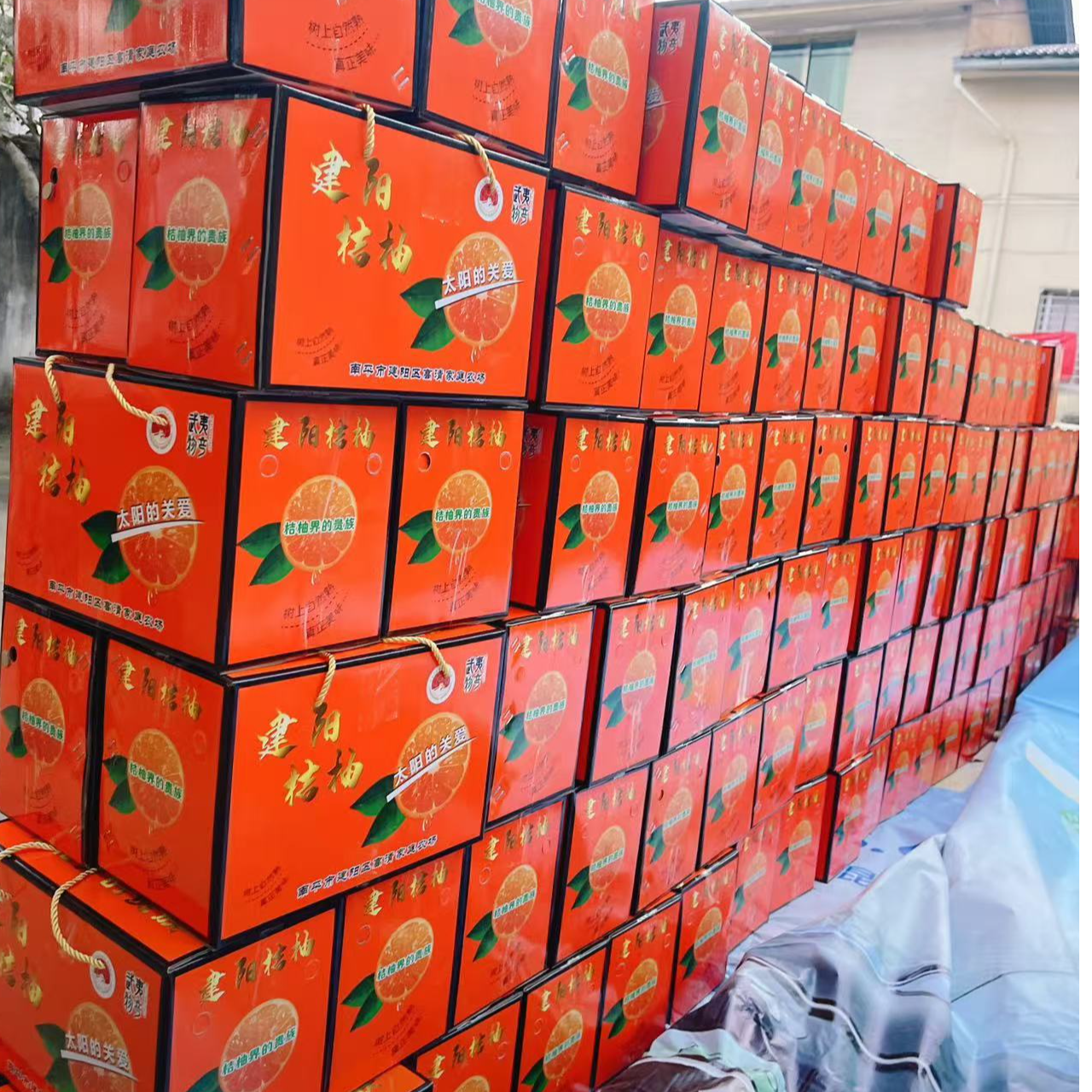 5808助农桔柚，福建建阳应季香甜新鲜多汁桔柚净重9斤甜桔柚