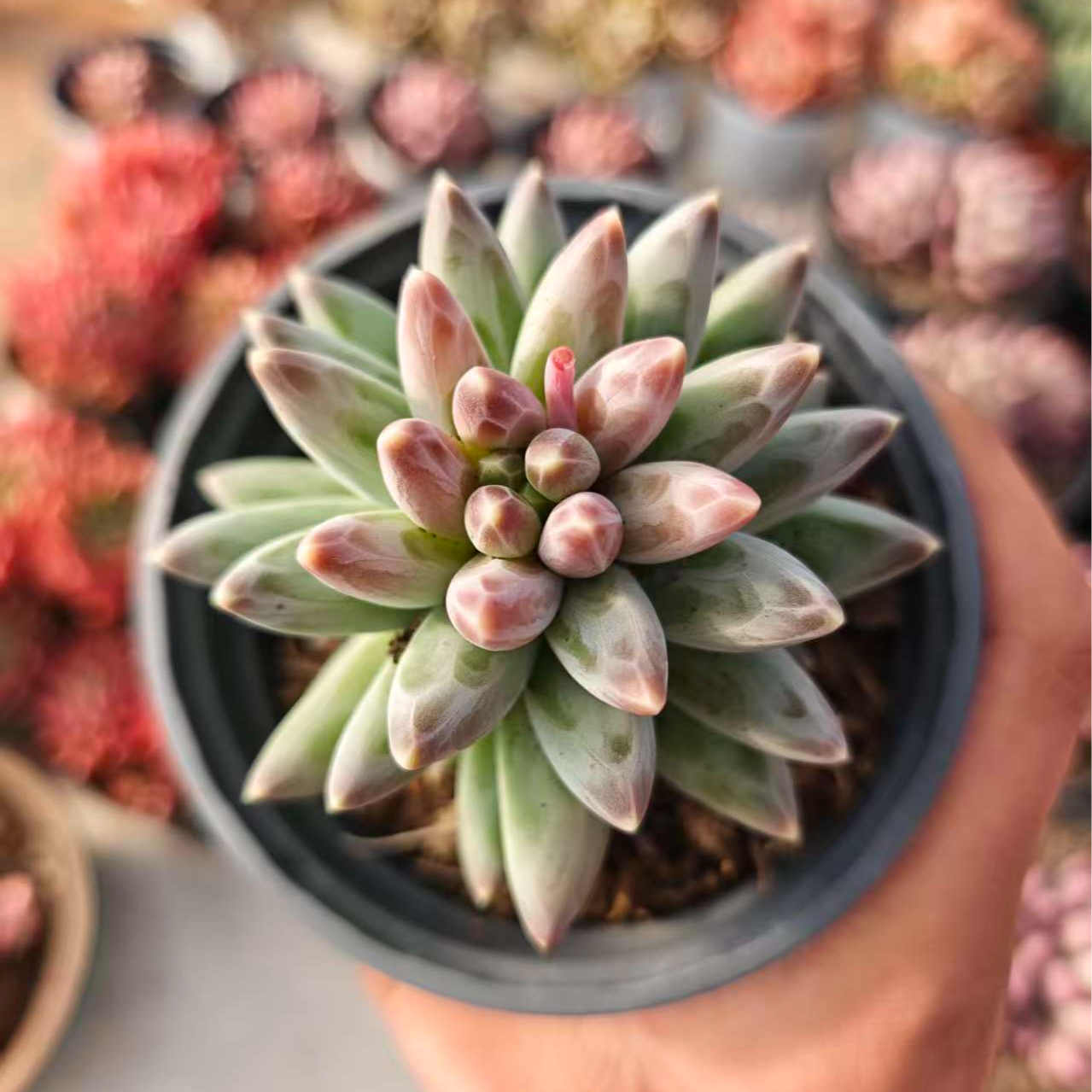 精品凤羽 拾忆多肉 好养阳台多肉植物