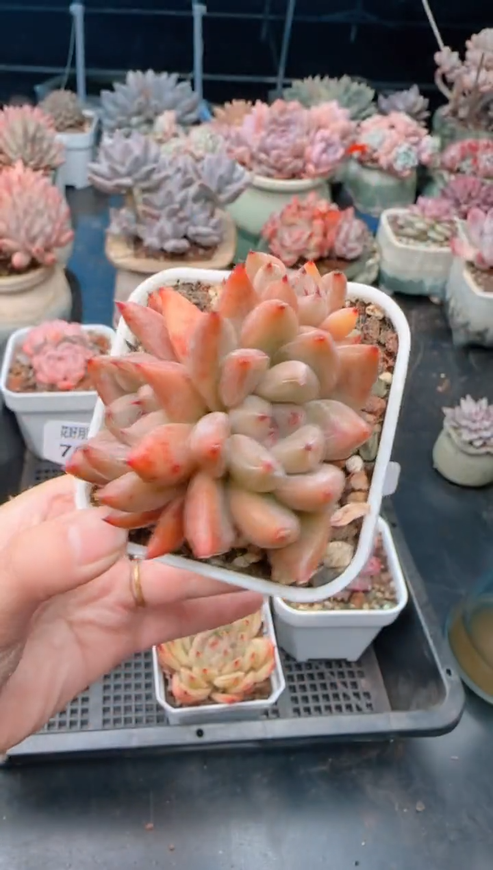 【闪购商品】7062.