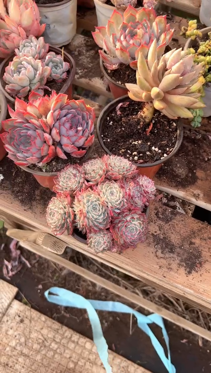 果****爱多肉植物一物一拍11325