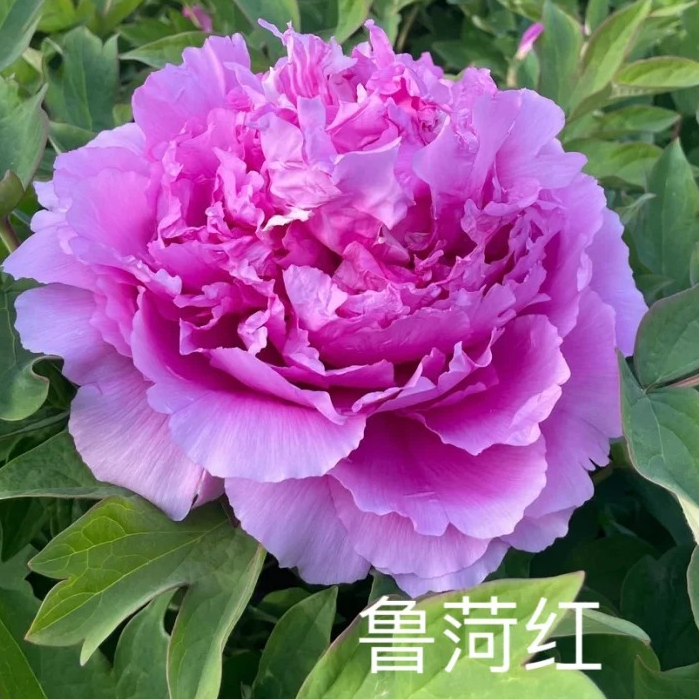 【鲁菏红】牡丹花苗庭院地栽盆栽 先发肥料 国庆节发苗