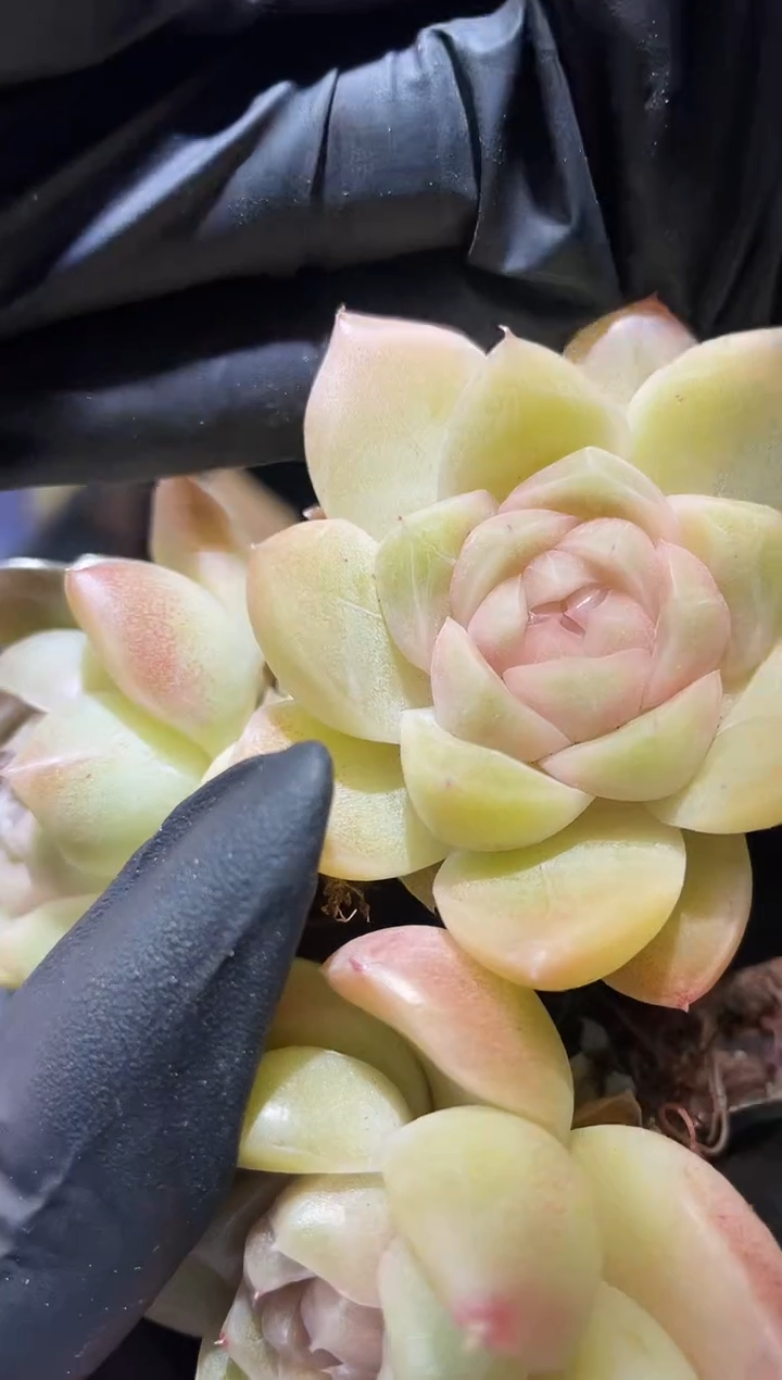 闪购789  金色底多肉一颗  3.8-4厘米