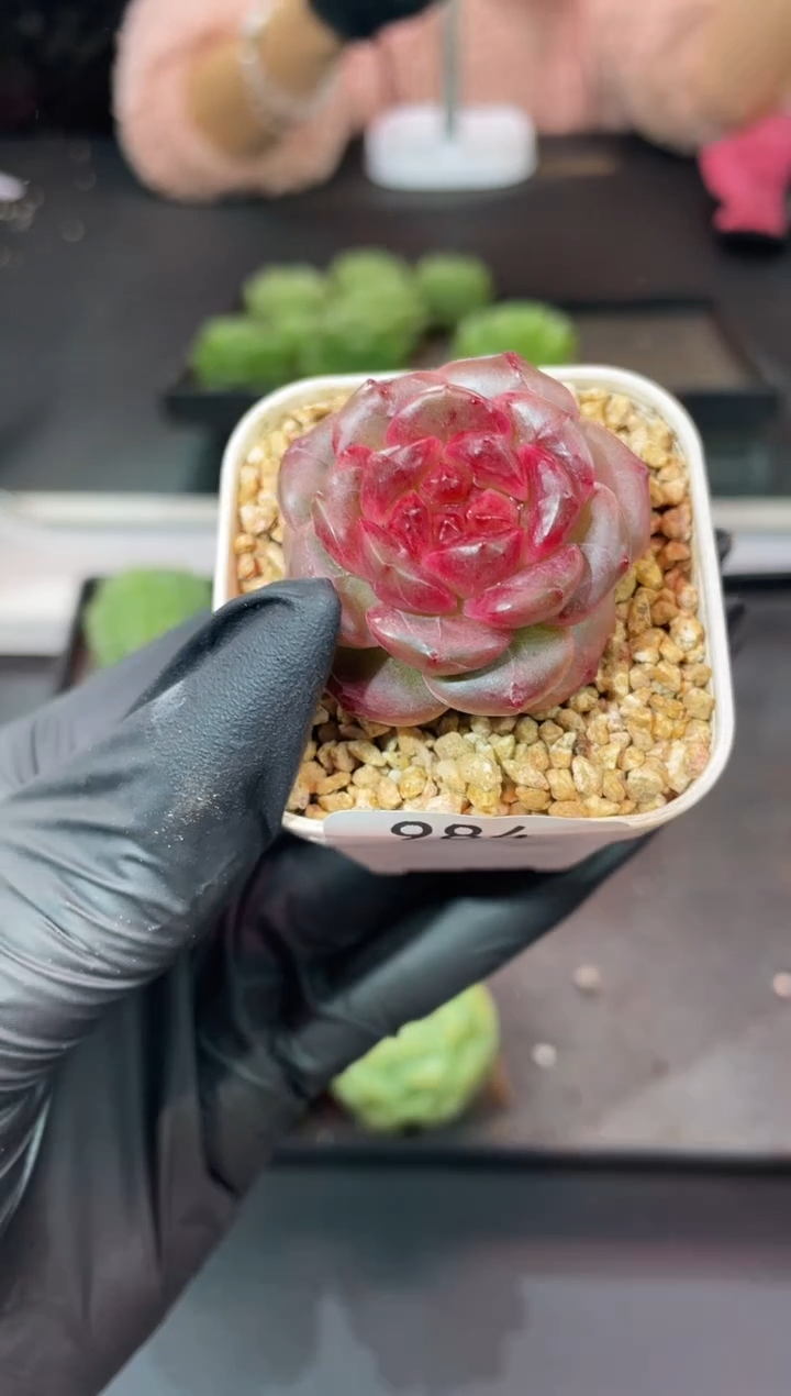 闪购984 魅骨多肉一颗 3.8-4 厘米