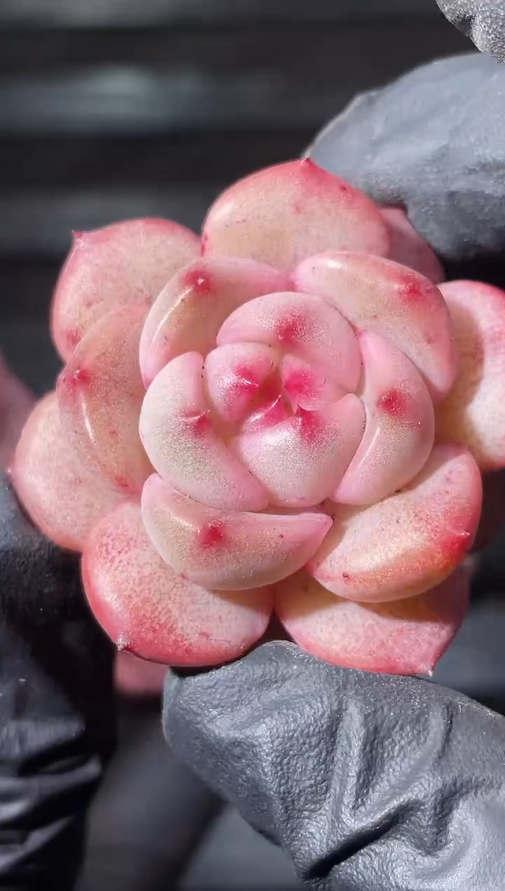 22-64 神秘糖果2-3厘米量拍发一颗