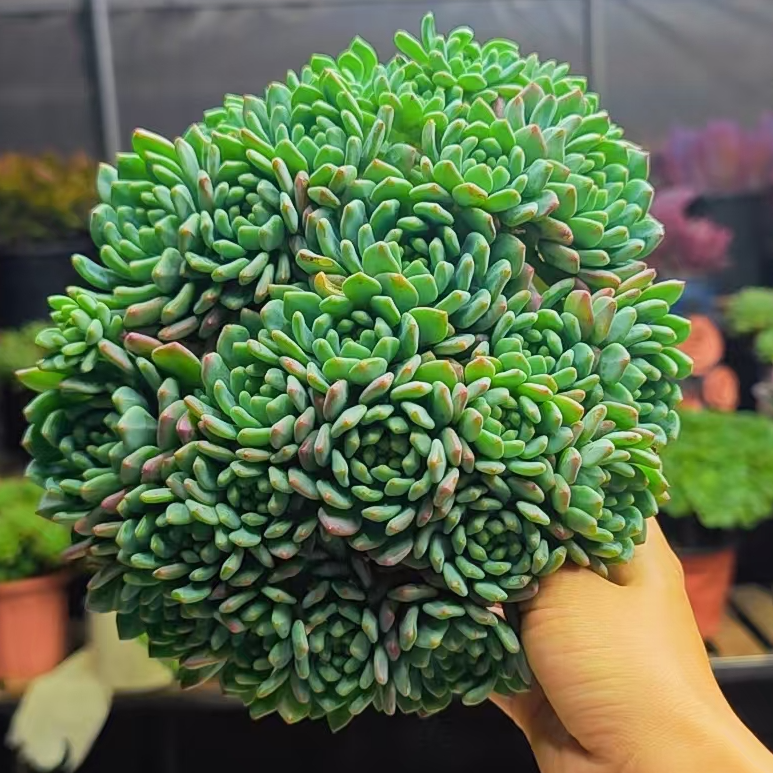 蓝苹果（带盆发货）