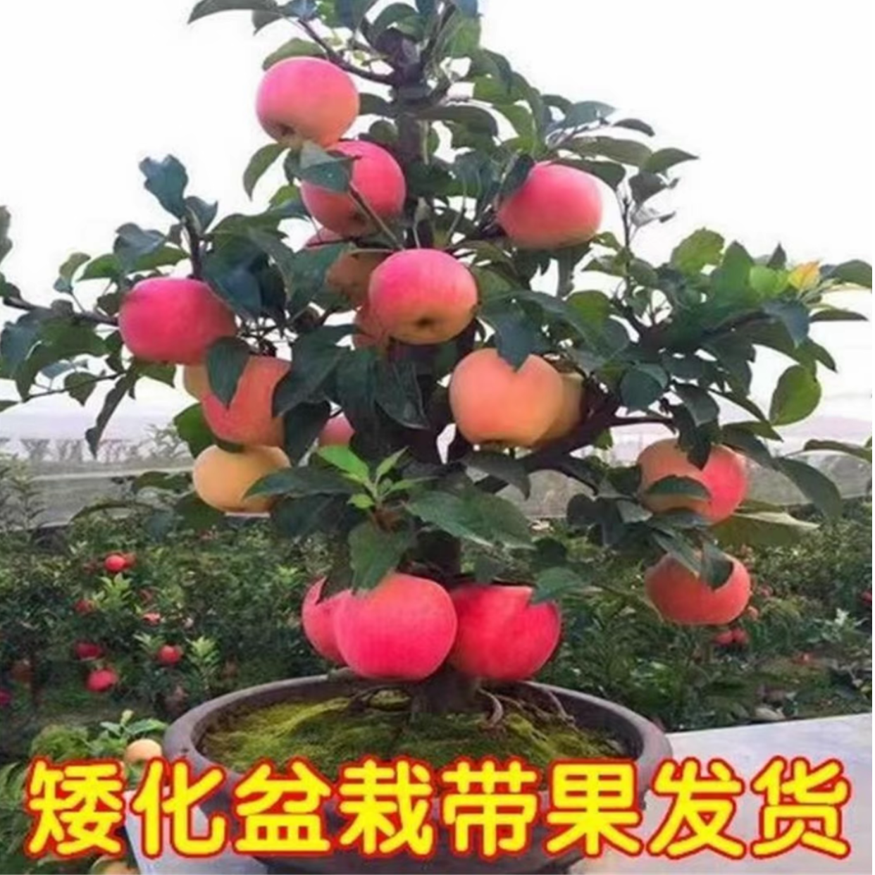 冰糖心红富士石榴元帅六代大红荣盆景老桩（一物一拍）